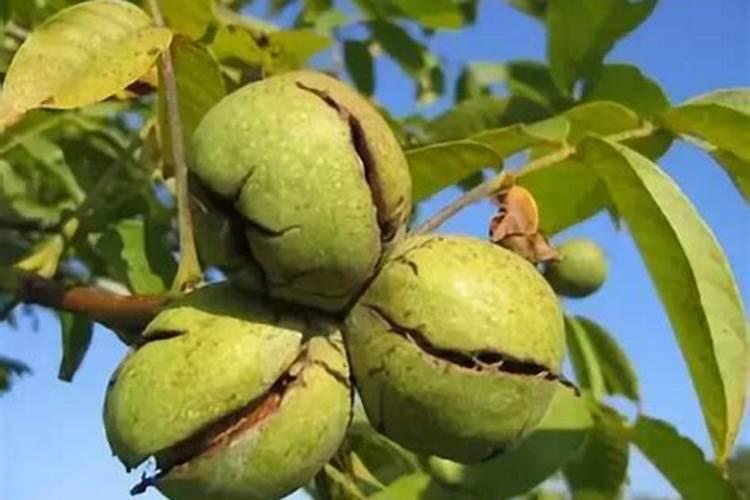 核桃树磷素过多会出现什么症状怎么补救？