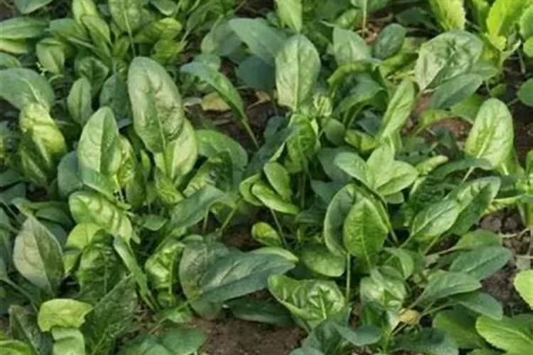 越冬菠菜施肥要点