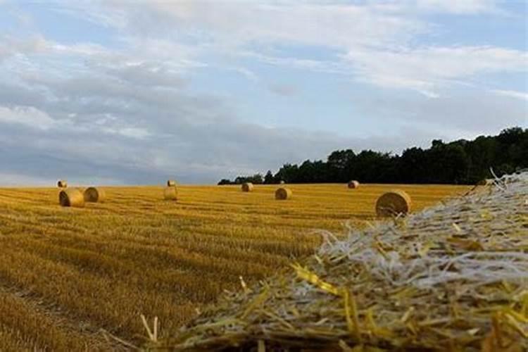 秸秆还田还需上钾肥吗