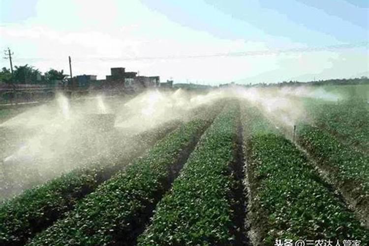 什么样的冲施肥效果较好？该如何施用？