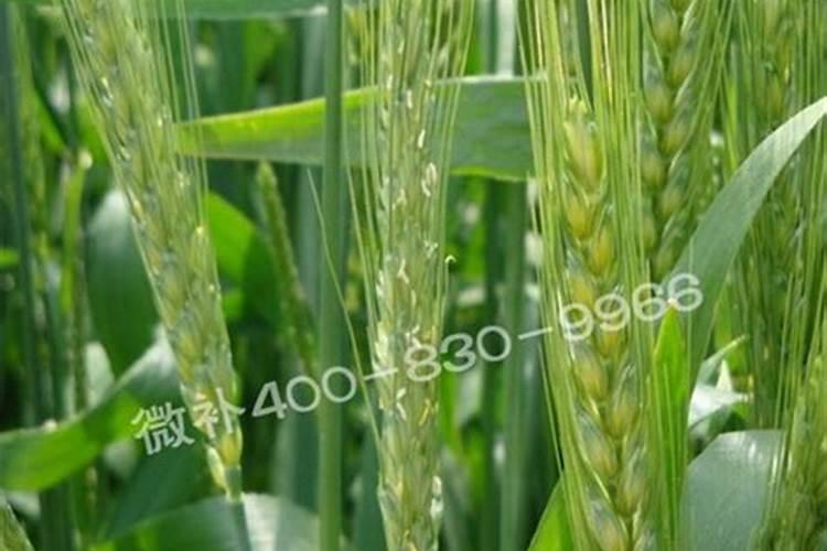 小麦返青拔节期长势差,1个简单叶面肥配方,叶片复绿快成大穗