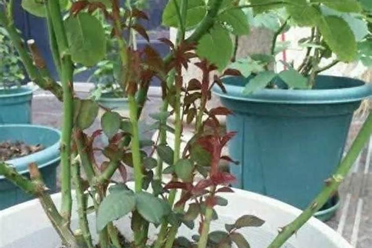 磷肥对植物的作用和用量,磷肥促进哪部分生长