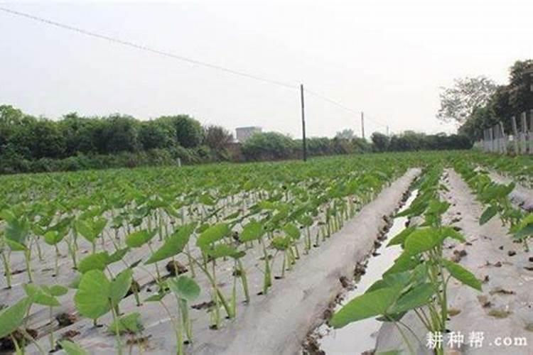 芋头是怎么种植的