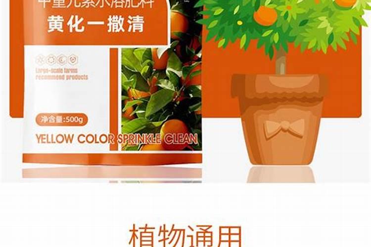 柑橘黄化原因分析及防治方案