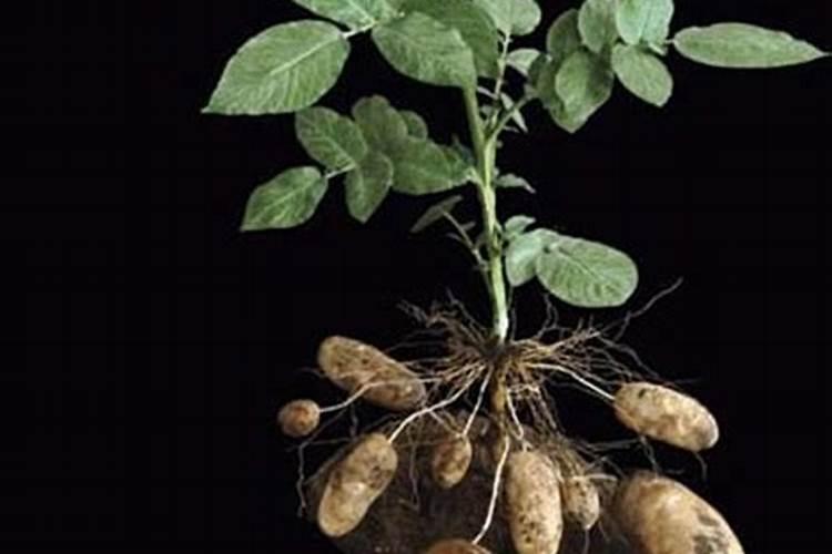 种马铃薯用什么肥料最好