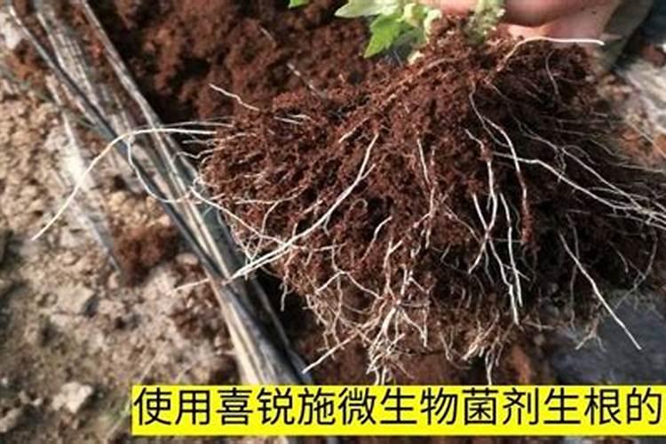 果树生根促根用什么效果最好？