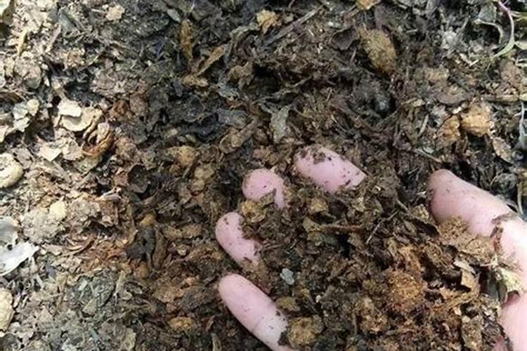 花生粕作肥料怎样使用