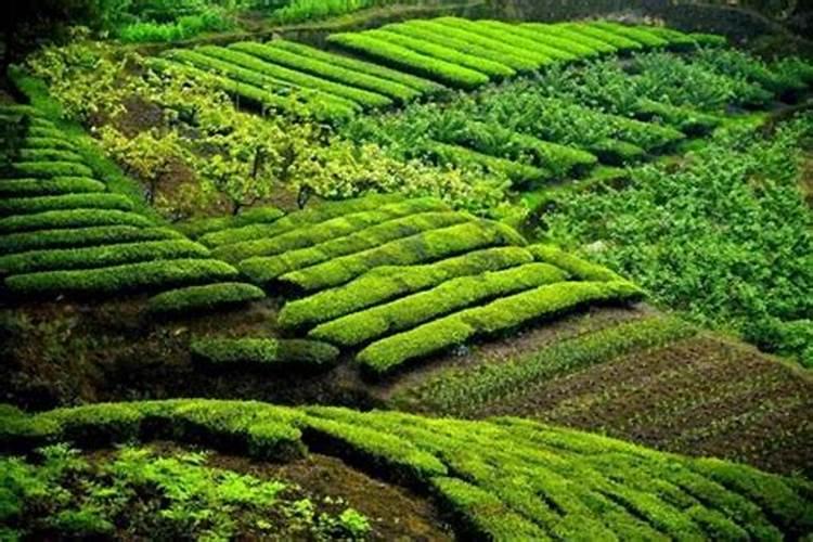 什么肥能促进茶叶树生长