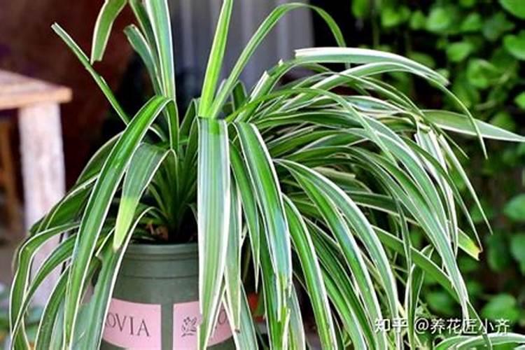 叶面喷施肥补什么营养