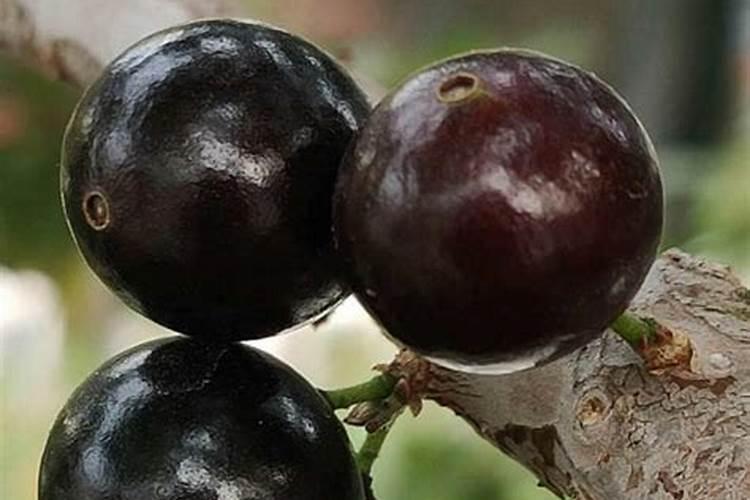 嘉宝果开花时要施什么肥