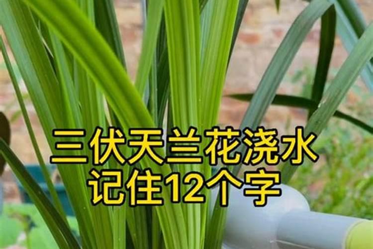 氮肥可以兑水浇花吗