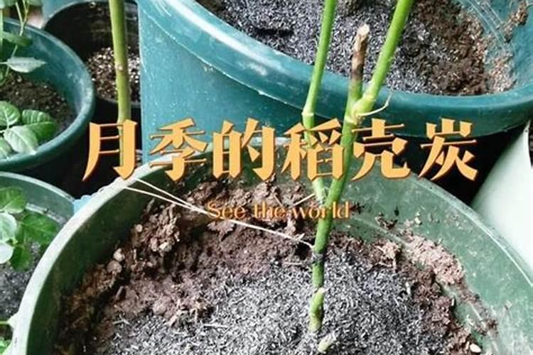 什么肥可促开花