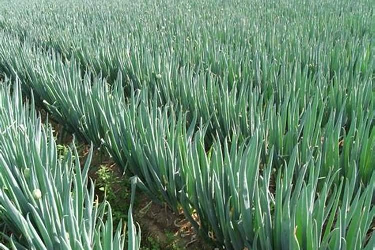 氨基酸水溶肥的危害