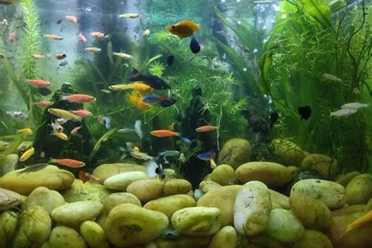 ...看水色有点偏红色后施了四袋磷肥今早水质就变绿今后再怎么办百度...