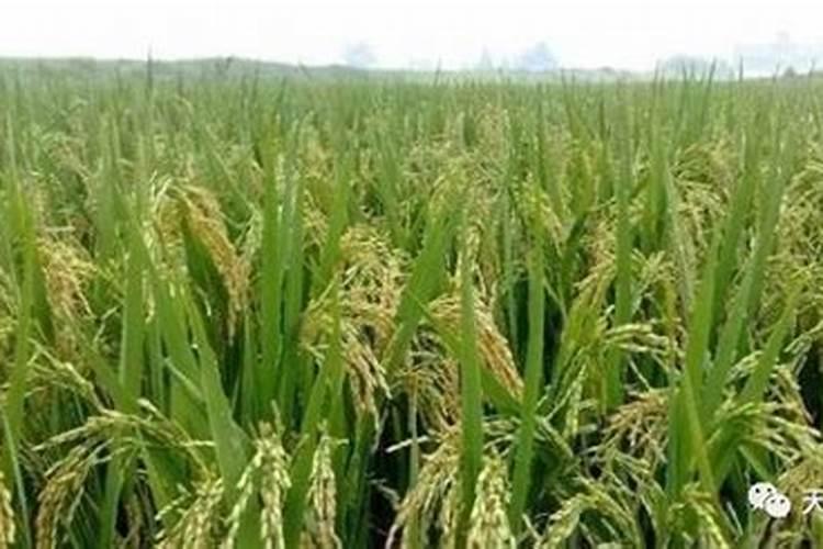 水稻施肥量折纯