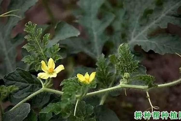避坑!西瓜施水溶肥的4大注意事项