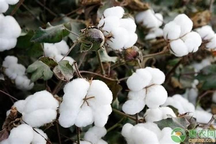 棉花每个生长周期的施肥方案 施肥用一铵还是用二铵