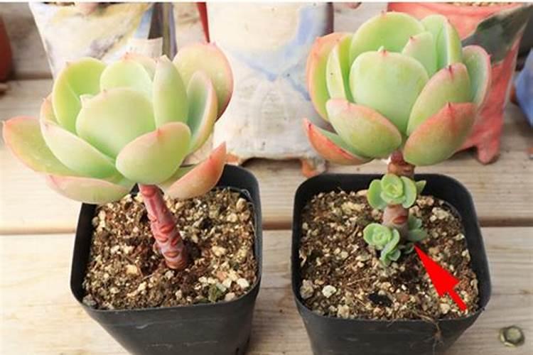 辣椒叶面喷施磷酸二氢钾和尿素好吗