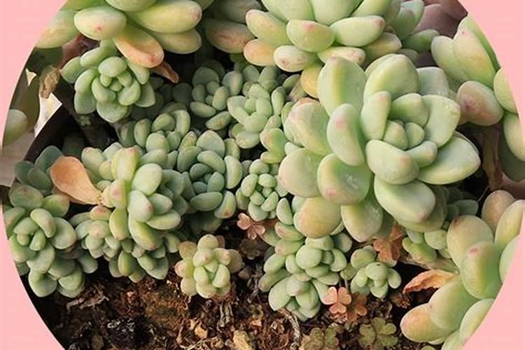 苯醚咯噻虫拌种可以混加芸苔素吗？