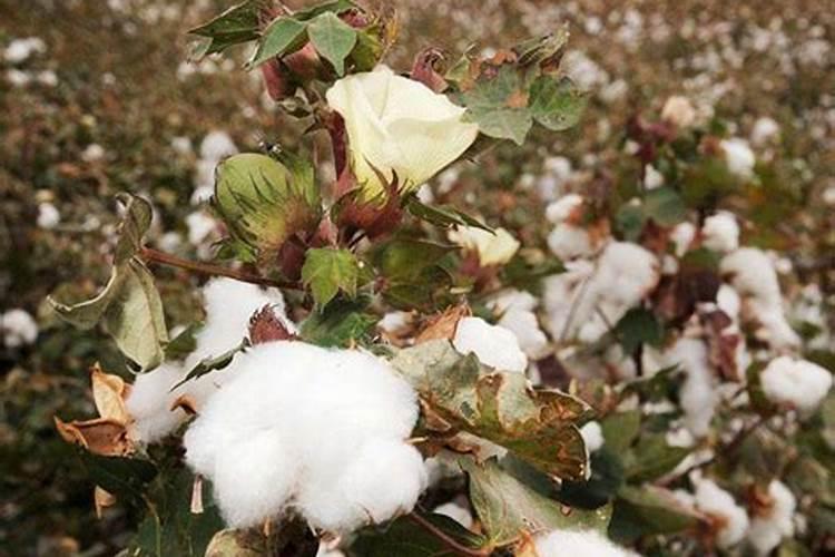 棉花的种植过程和管理