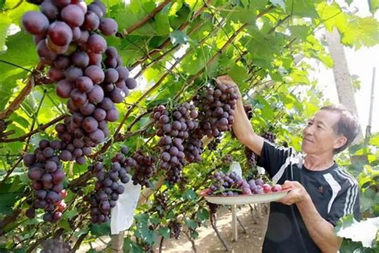 冷棚葡萄采收后一个月了施什么肥好？