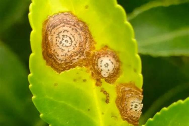 果树在果实膨大期施入钾肥过量有危害吗？