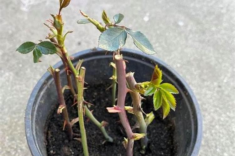 玫瑰花发芽后如何施肥？