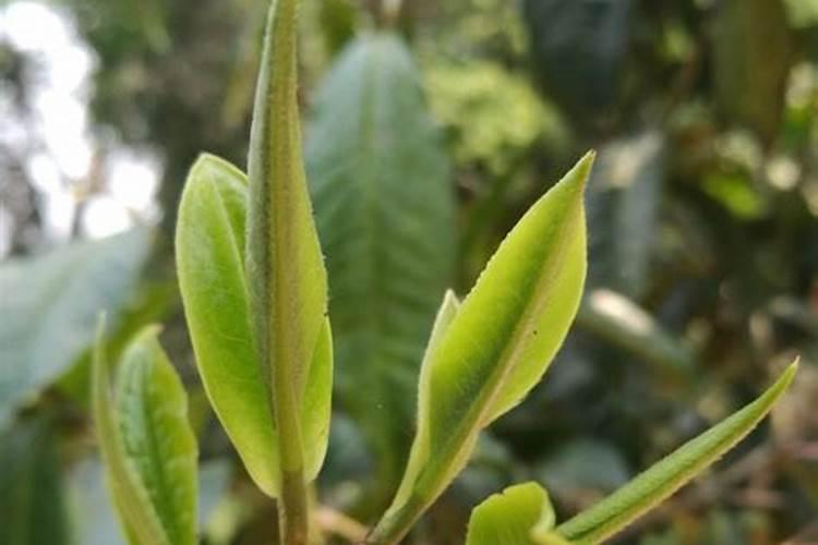 茶树为什么不能用叶面肥