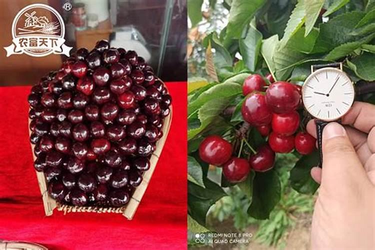 大棚樱桃什么时候冲高钾肥？