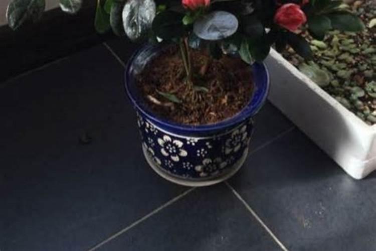 杜鹃花最好的肥料是什么？