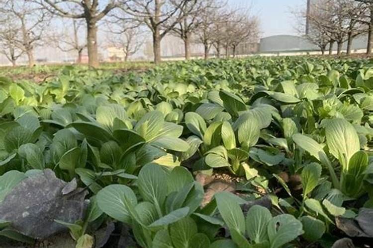 油菜施什么肥料最好