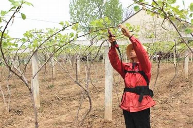 三年的猕猴桃怎样施肥