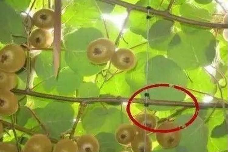 三年的猕猴桃怎样施肥