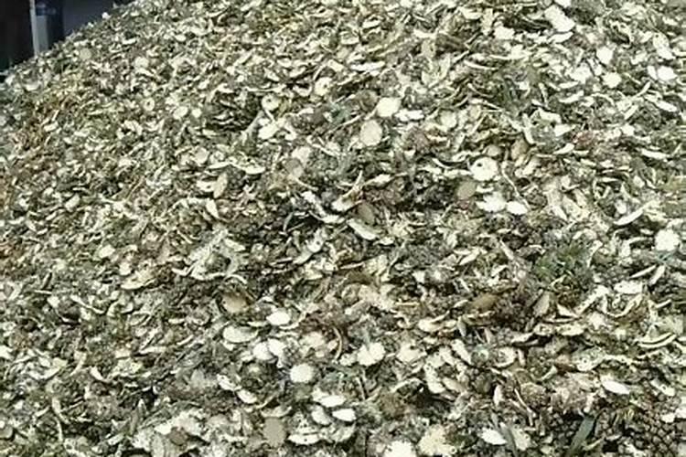 菠萝皮泡水可以浇花吗 菠萝皮泡水能不能浇花