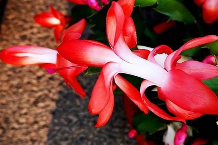 蟹爪兰喜肥吗 喜欢施什么肥料