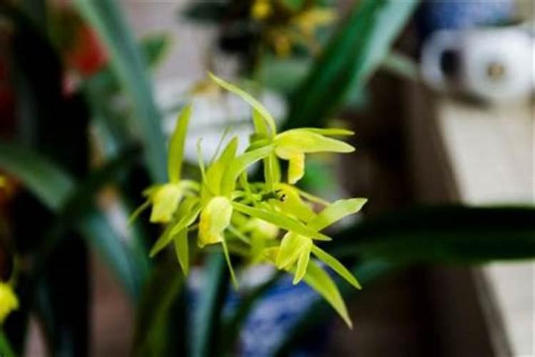 墨兰花期怎样施肥管理