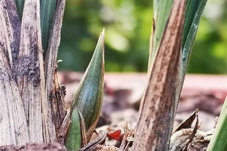 墨兰开花是什么肥