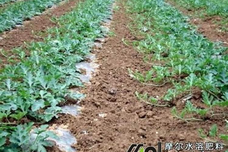 氮肥施用有哪些禁忌