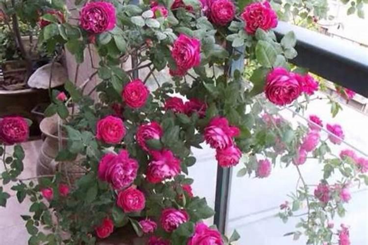 月季三月份怎么施肥