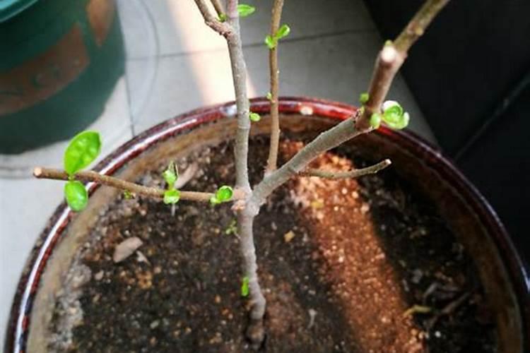 常见的浇花的钾肥和磷肥是什么