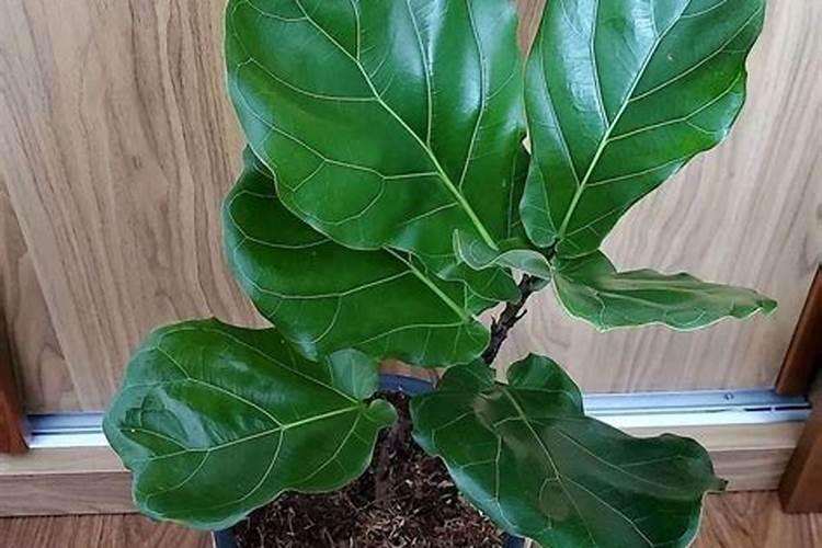 如何自己在家制作能让花卉长的旺叶子绿的万能肥料？