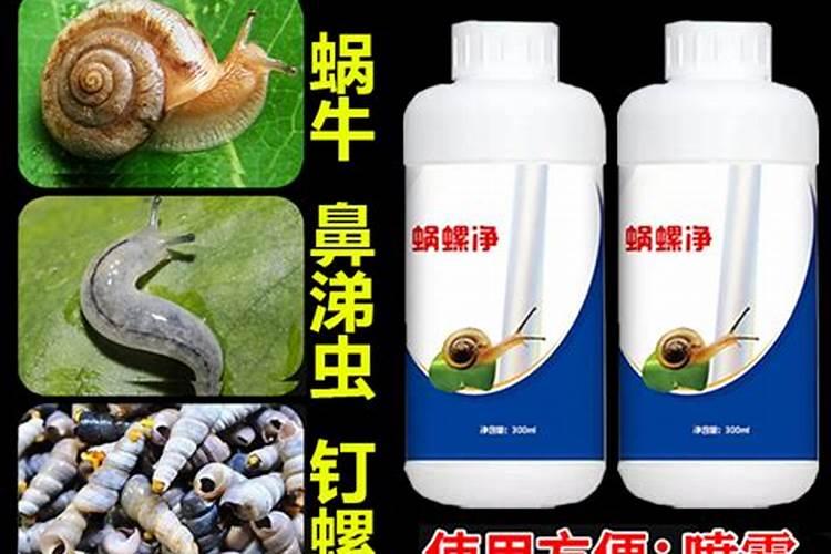 福寿螺卵被回收了,到底用来做啥