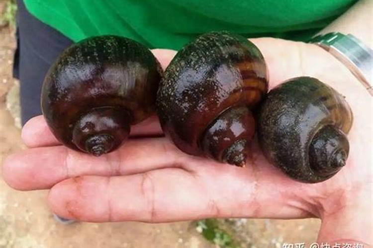 看到福寿螺怎么处理