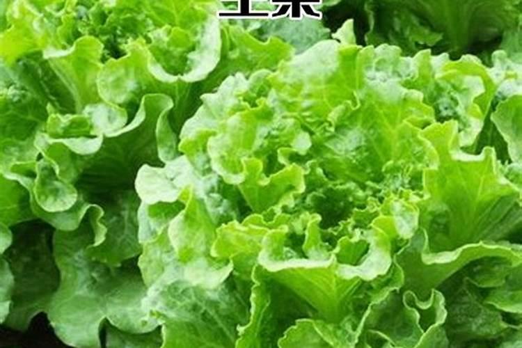 种植莴笋需谨记,怎样才不会烂茎干呢？