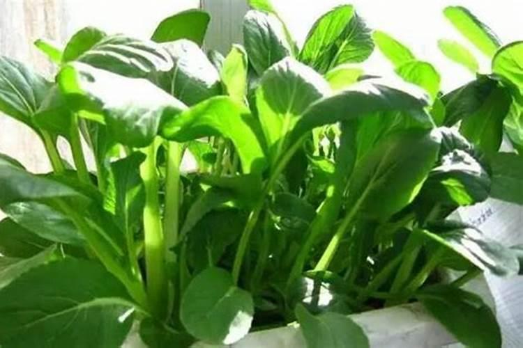 哪些蔬菜含磷高