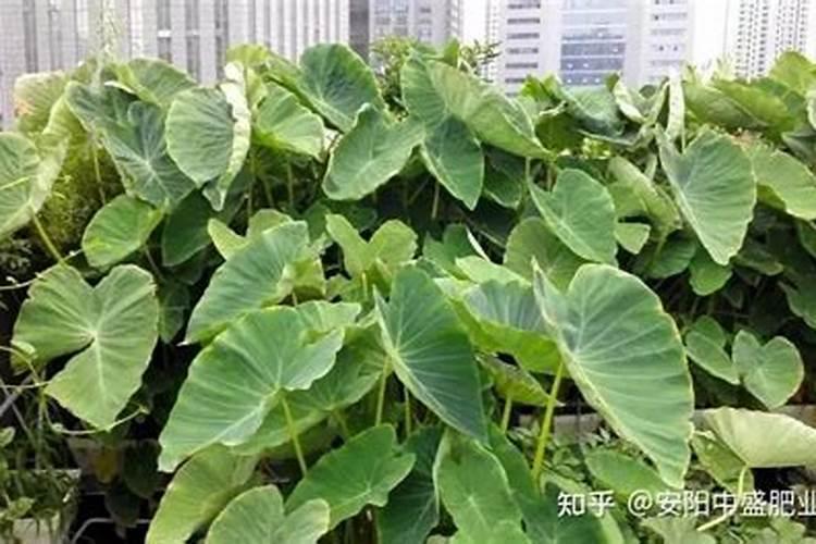 芋头多追施磷肥有害处吗