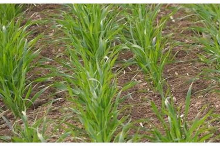 小麦干旱能喷芸苔素吗