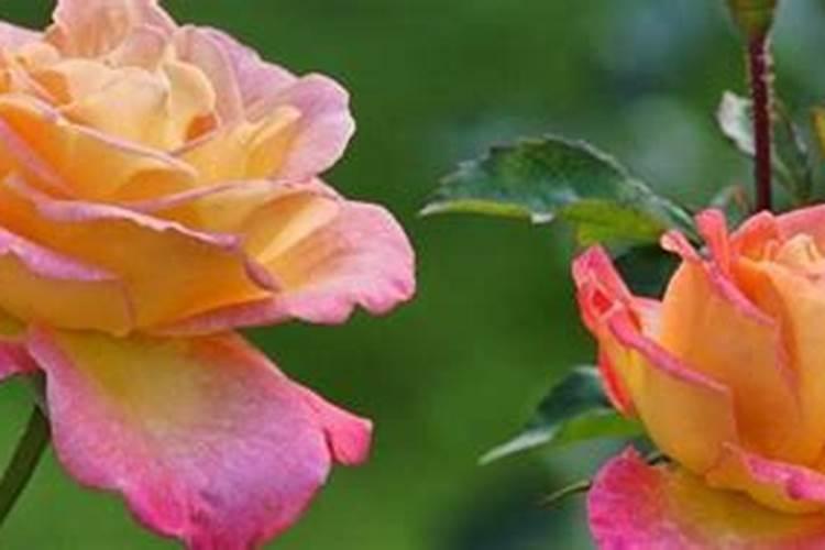 玫瑰花施用复合肥中的钾肥应用氯化钾还是硫酸钾？