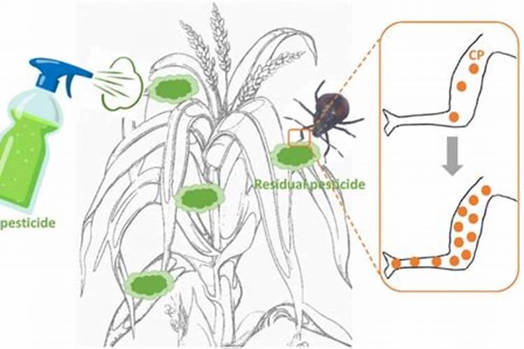 哪些杀菌剂在绿色食品果蔬生产过程中允许使用？