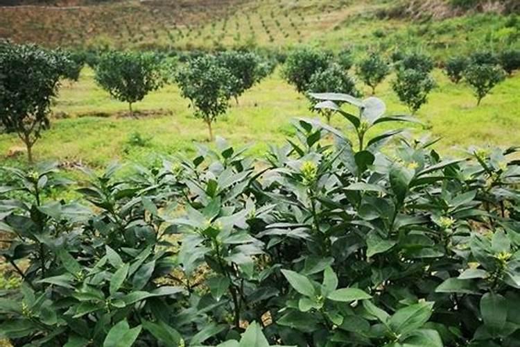 家庭天然硼肥有哪些